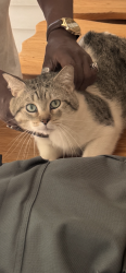 Lost Male Cat last seen 72nd Humboldt ave, Minneapolis, MN 55430