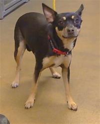 Shelter Stray Female Dog last seen INGLESIDE WAY/AUSTELLA WAY, 95828, 3839 Bradshaw Rd, Sacramento, CA 95827, USA