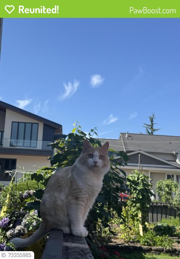 Reunited Male Cat last seen Augusta Ave., Burnaby, BC 