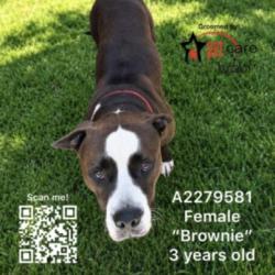 Shelter Stray Male Dog last seen , 1850 W 60th St, Los Angeles, CA 90047, USA
