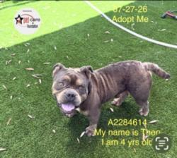 Shelter Stray Male Dog last seen , 1850 W 60th St, Los Angeles, CA 90047, USA
