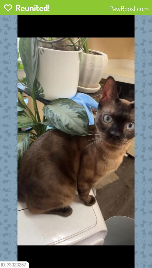 Reunited Male Cat last seen Near E 6th St, Duluth, MN 55805, USA, Duluth, MN 55805