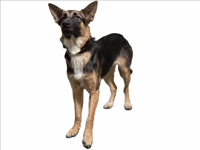 Shelter Stray Unknown Dog last seen , 3201 Lacy St, Los Angeles, CA 90031, USA