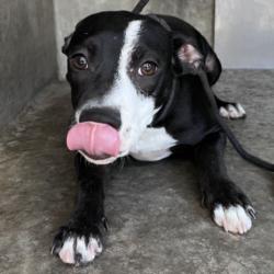 Shelter Stray Male Dog last seen , 1850 W 60th St, Los Angeles, CA 90047, USA