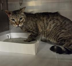Shelter Stray Male Cat last seen Near BLOCK SW 23RD ST, 3599 NW 79th Ave, Doral, FL 33122, USA