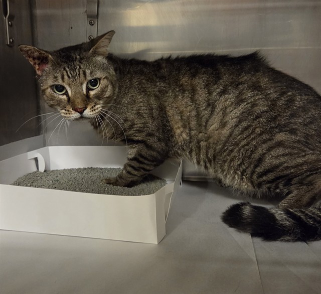 Shelter Stray Male Cat last seen Near BLOCK SW 23RD ST, 3599 NW 79th Ave, Doral, FL 33122, USA