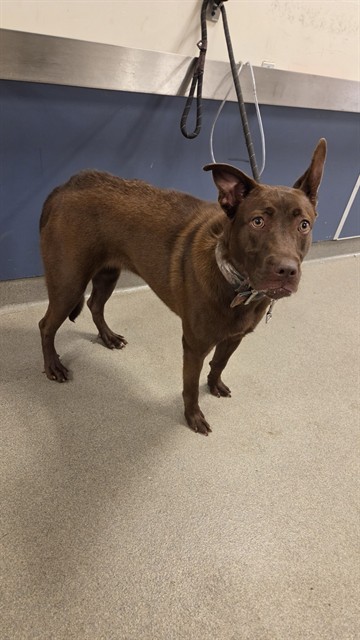 Shelter Stray Female Dog last seen Near BLOCK N KENDALL DR, 3599 NW 79th Ave, Doral, FL 33122, USA
