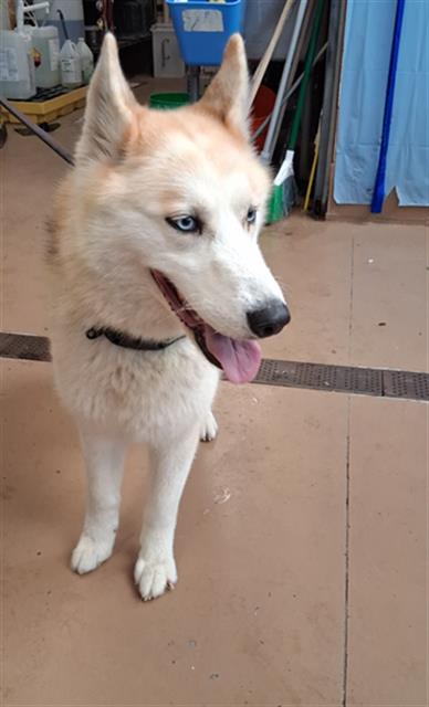Shelter Stray Female Dog last seen HONEYSUCKLE LANE AND GREWIA ST 92114, 130 Beyer Way, Chula Vista, CA 91911, USA