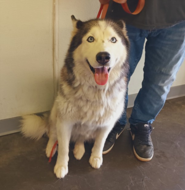 Shelter Stray Female Dog last seen , 1850 W 60th St, Los Angeles, CA 90047, USA