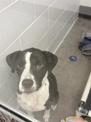 Shelter Stray Female Dog last seen Near BLOCK W PAPAGO ST, 5501 E Van Buren St, Phoenix, AZ 85008, USA