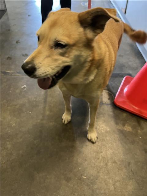 Shelter Stray Unknown Dog last seen , 1850 W 60th St, Los Angeles, CA 90047, USA