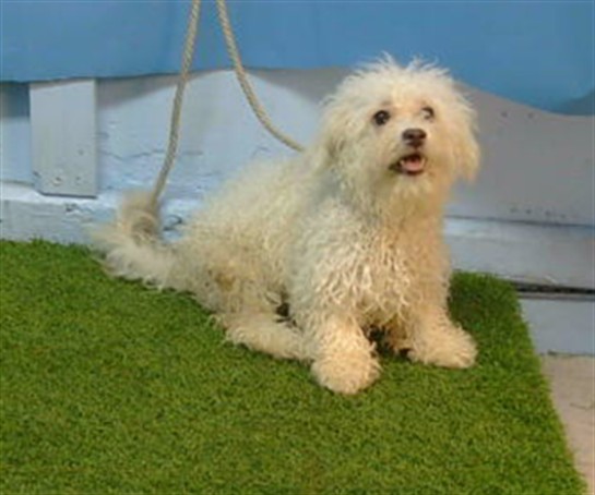 Shelter Stray Female Dog last seen , 216 W Victoria St, Gardena, CA 90248, USA