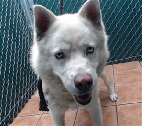 Shelter Stray Male Dog last seen , 11258 Garfield Ave, Downey, CA 90242, USA