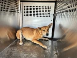Shelter Stray Female Dog last seen 299TH AVE AND PATTON RD, 1920 S Lewis, Mesa, AZ 85210, USA