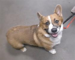 Shelter Stray Male Dog last seen 99TH AVE AND ROOSEVELT ST, 2500 S 27th Ave, Phoenix, AZ 85009, USA
