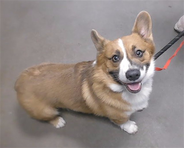 Shelter Stray Male Dog last seen 99TH AVE AND ROOSEVELT ST, 2500 S 27th Ave, Phoenix, AZ 85009, USA