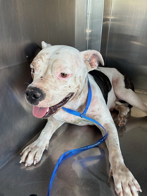 Shelter Stray Female Dog last seen SOUTHERN AVE AND 32ND ST, 1920 S Lewis, Mesa, AZ 85210, USA