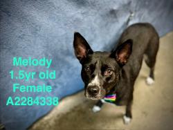 Shelter Stray Female Dog last seen , West Valley Animal Shelter, 20655 Plummer St, Chatsworth, CA 91311, USA