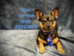 Shelter Stray Male Dog last seen , West Valley Animal Shelter, 20655 Plummer St, Chatsworth, CA 91311, USA
