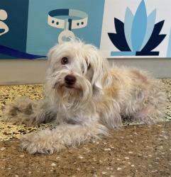 Shelter Stray Unknown Dog last seen TROTH ST/ 54TH ST, JURUPA VALLEY CA, 6851 Van Buren Boulevard, Jurupa Valley, CA 92509, USA
