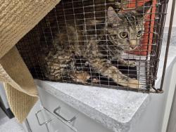 Shelter Stray Female Cat last seen UNKNOWN, 610 Abbot Ln, Colorado Springs, CO 80905, USA