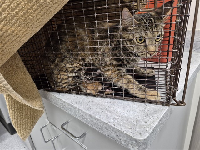 Shelter Stray Female Cat last seen UNKNOWN, 610 Abbot Ln, Colorado Springs, CO 80905, USA
