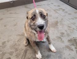 Shelter Stray Male Dog last seen , 4000 N Silverbell Rd, Tucson, AZ 85745, USA