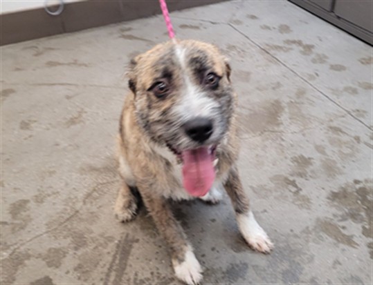 Shelter Stray Male Dog last seen , 4000 N Silverbell Rd, Tucson, AZ 85745, USA