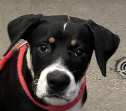Shelter Stray Male Dog last seen , 4000 N Silverbell Rd, Tucson, AZ 85745, USA