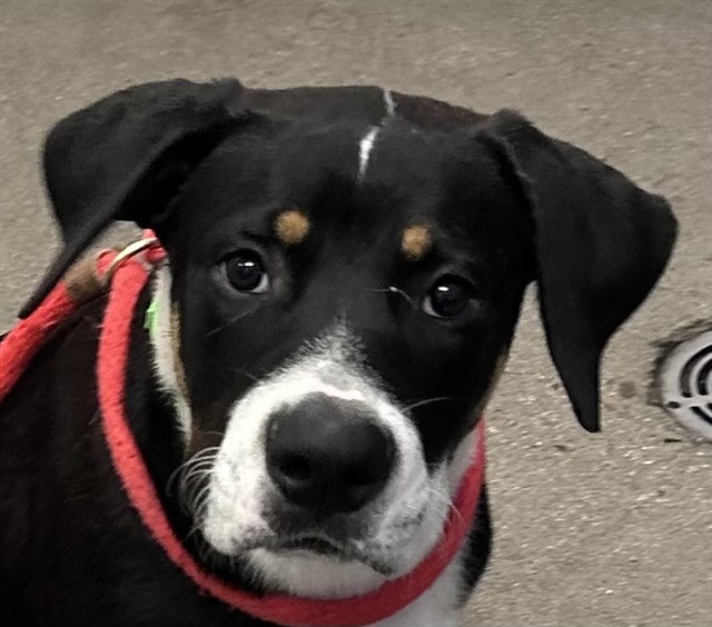 Shelter Stray Male Dog last seen , 4000 N Silverbell Rd, Tucson, AZ 85745, USA