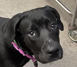 Shelter Stray Female Dog last seen , 4000 N Silverbell Rd, Tucson, AZ 85745, USA