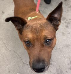 Shelter Stray Male Dog last seen , 4000 N Silverbell Rd, Tucson, AZ 85745, USA