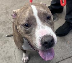 Shelter Stray Male Dog last seen , 4000 N Silverbell Rd, Tucson, AZ 85745, USA