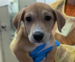 Shelter Stray Male Dog last seen , 4000 N Silverbell Rd, Tucson, AZ 85745, USA