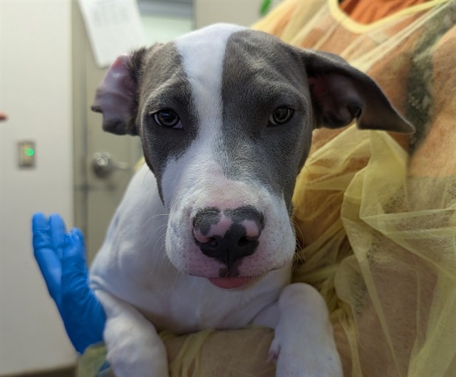 Shelter Stray Female Dog last seen , 4000 N Silverbell Rd, Tucson, AZ 85745, USA