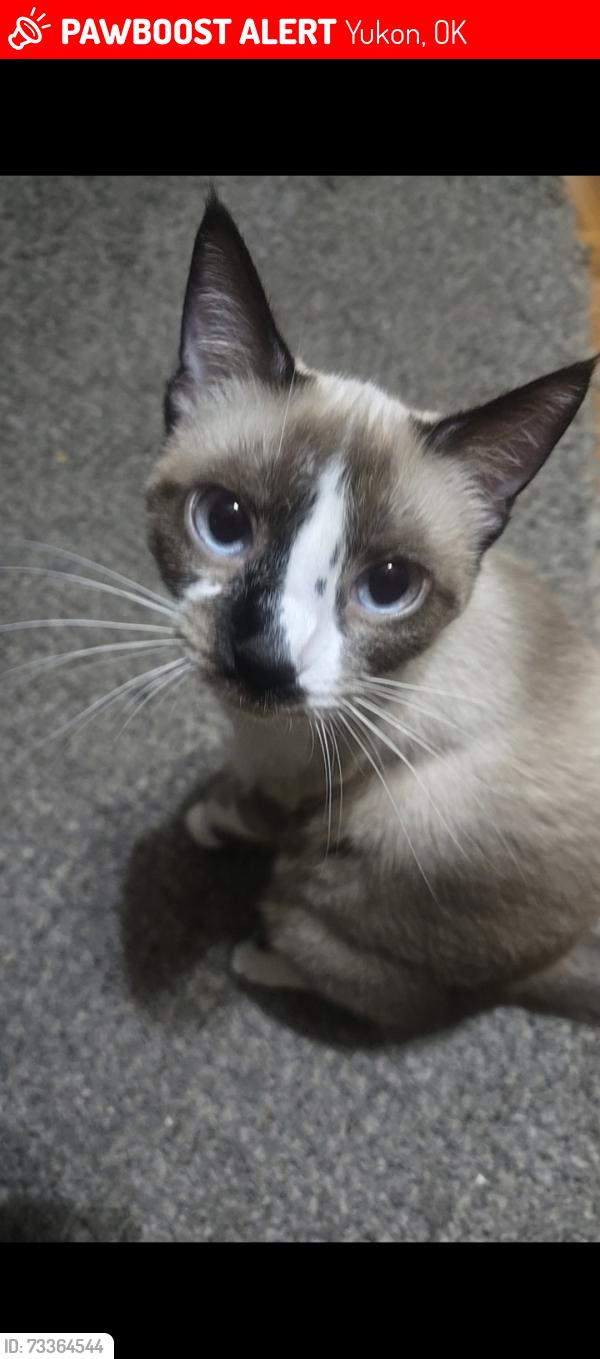 Lost Female Cat last seen Near trenton terrace, Yukon, OK 73099