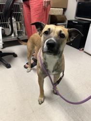 Shelter Stray Female Dog last seen , 4000 N Silverbell Rd, Tucson, AZ 85745, USA