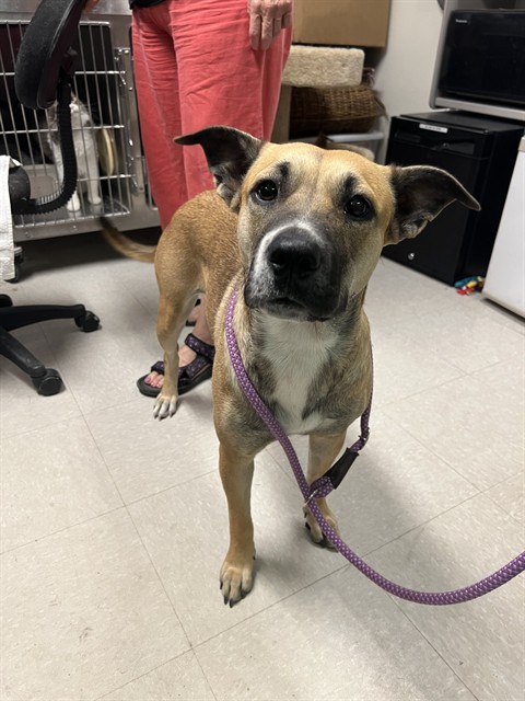 Shelter Stray Female Dog last seen , 4000 N Silverbell Rd, Tucson, AZ 85745, USA
