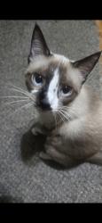 Lost Female Cat last seen Near trenton terrace, Yukon, OK 73099