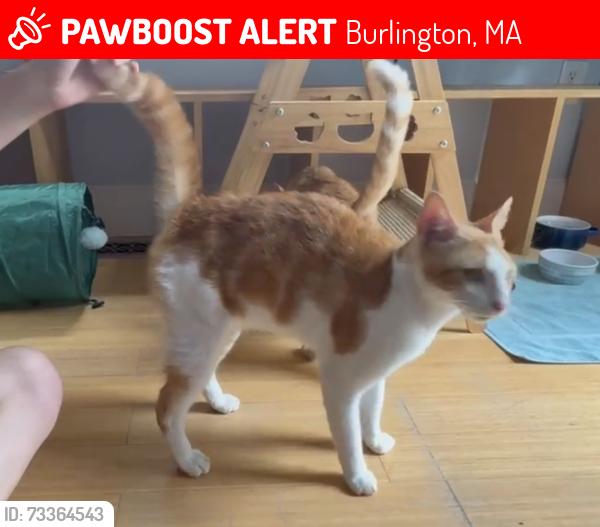 Lost Male Cat last seen On Leopold St, Burlington, MA 01803