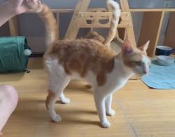 Lost Male Cat last seen On Leopold St, Burlington, MA 01803