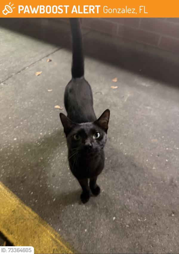 Found/Stray Male Cat last seen Near S Hwy 29, Gonzalez, FL 32533