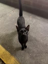 Found/Stray Male Cat last seen Near S Hwy 29, Gonzalez, FL 32533