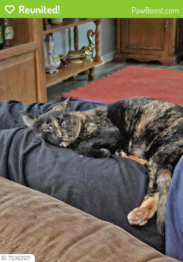 Reunited Female Cat last seen Gardner st and Locust, Whitewright, TX 75491