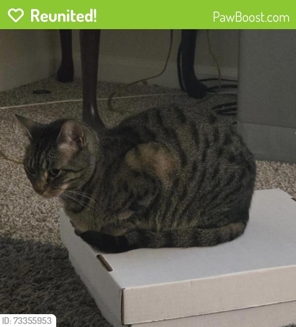 Reunited Female Cat last seen Radius Apts., Club Place, Satellite and W Liddell, Duluth, Gwinnett County, GA 30096