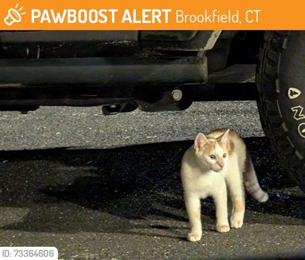 Found/Stray Unknown Cat last seen Costco parking lot - near retaining wall, Brookfield, CT 06804