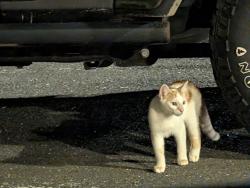 Found/Stray Unknown Cat last seen Costco parking lot - near retaining wall, Brookfield, CT 06804