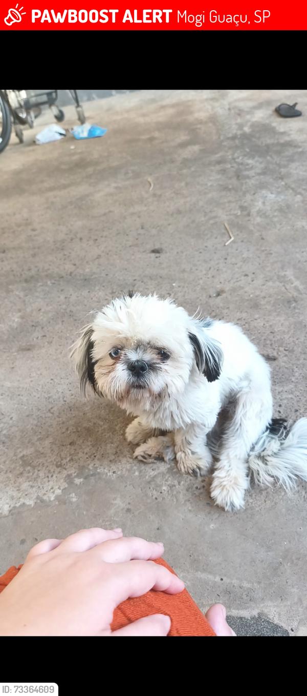 Lost Female Dog last seen Jardim Almira, Mogi Guaçu, SP 