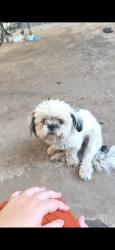 Lost Female Dog last seen Jardim Almira, Mogi Guaçu, SP 