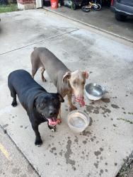 Found/Stray Unknown Dog last seen Preserve at pecan creek, Denton, TX 76208